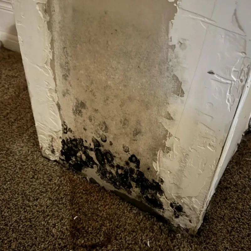 Professional Mold Removal in Angola, NY